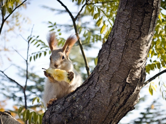 Белочка ест грушу