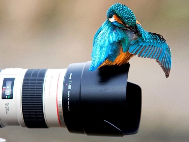 Птица сидит на объективе