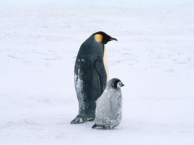 Жизнь арктических пингвинов