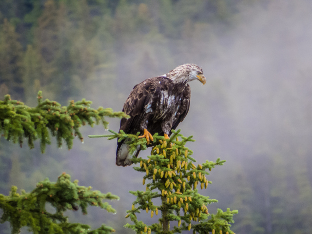 Белоголовый орлан на дереве
