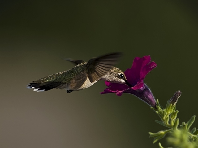 Птица колибри у цветка