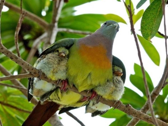 Птица прикрыла птенцов