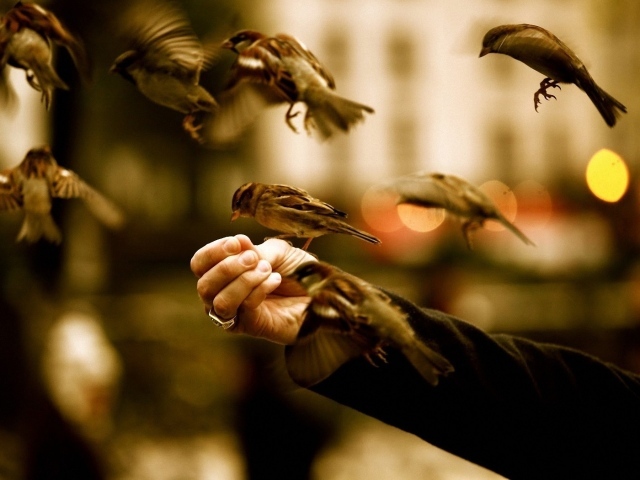 Птицы едят с руки