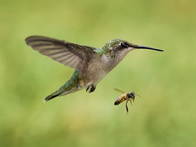 Птички в полёте
