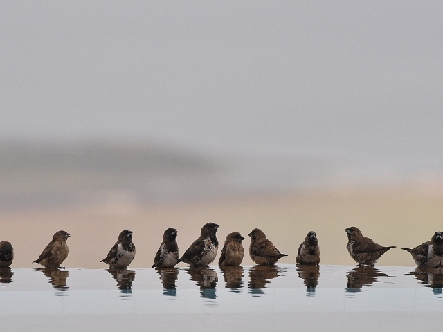 Птицы купаются