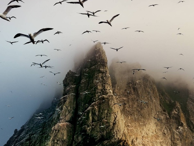 Гнездовье птиц на скалах