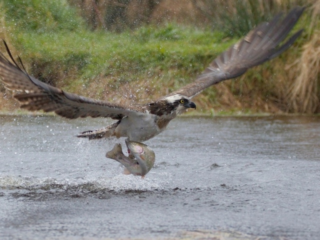 орел поймал рыбу