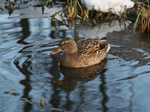 Утка в озере