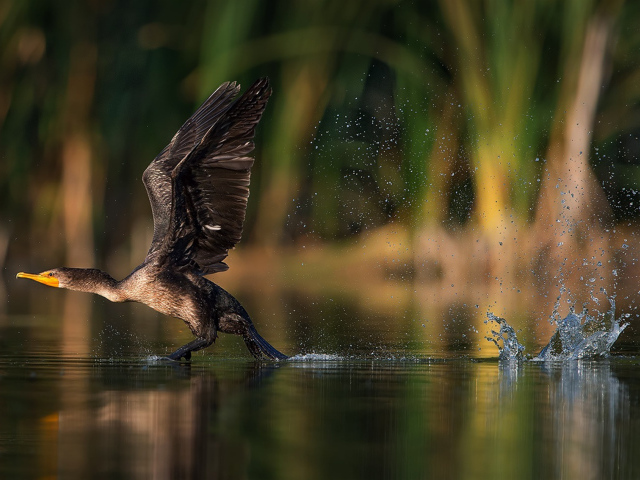 Утка взлетает с воды