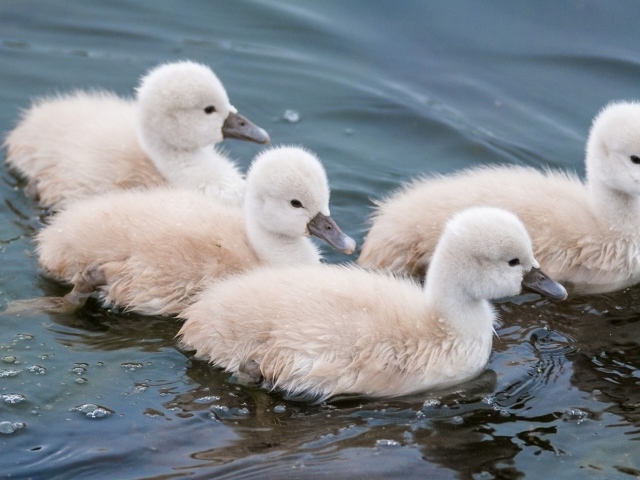 Утята в воде