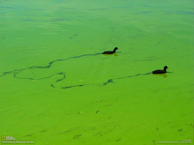 Утки плывут по зеленой тине