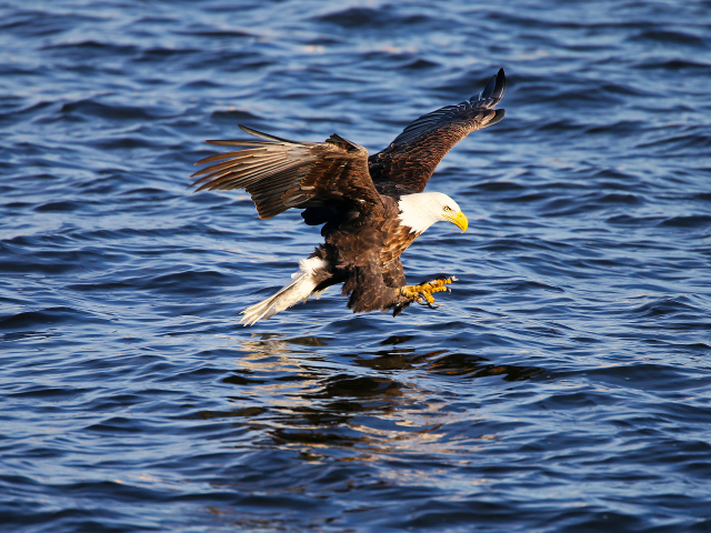 Орёл ловит рыбу