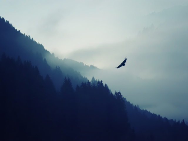 Орёл в тумане на фоне гор
