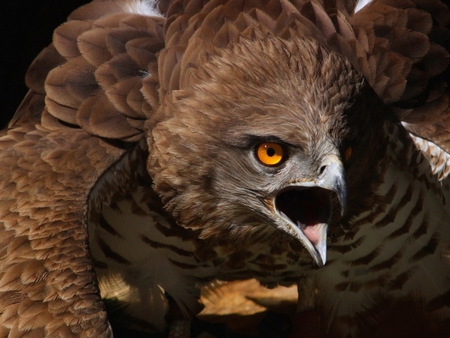 Орел раскрыл клюв