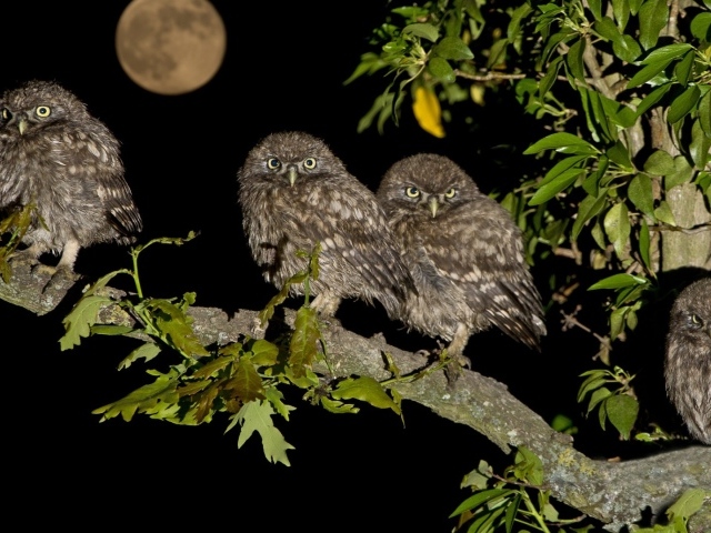 Четыре совы на дереве
