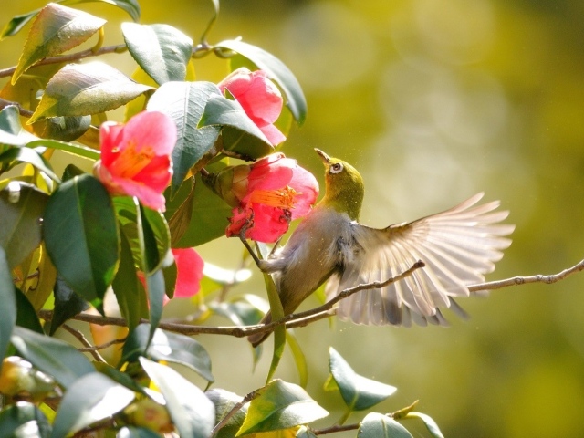 Колибри на розовых цветах