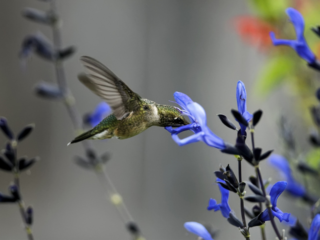 Колибри около синего цветка