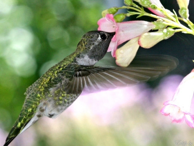 Голодная колибри