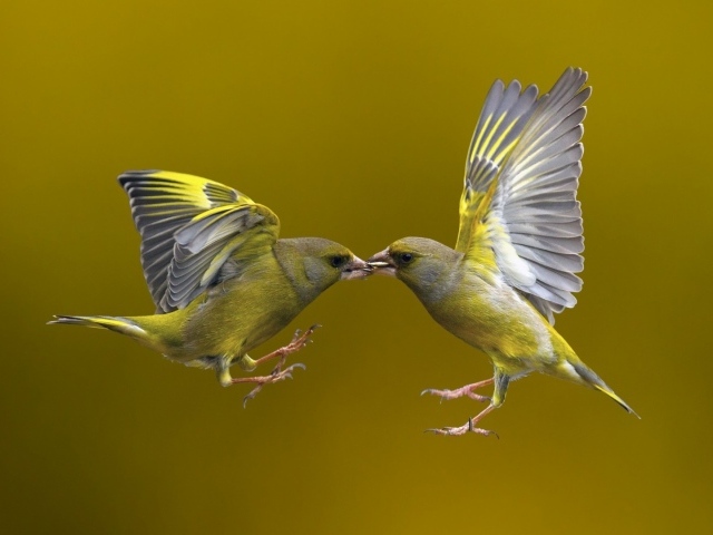 Поцелуй птичек в полёте
