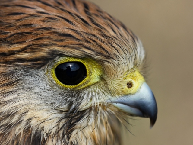 Взгляд пустельги