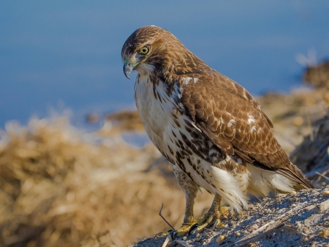 Взгляд хищного ястреба