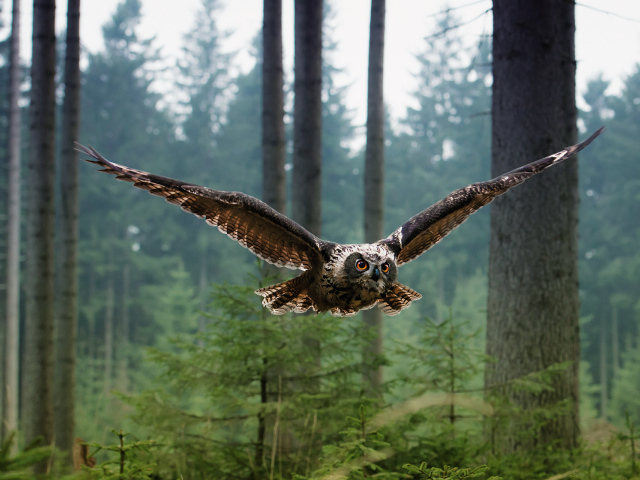 Сова в полете