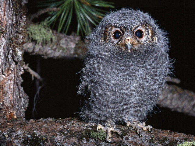 Птенец совы