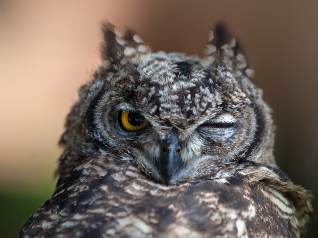 Сова подмигивает