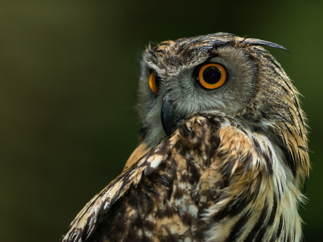 Сова с круглыми глазами