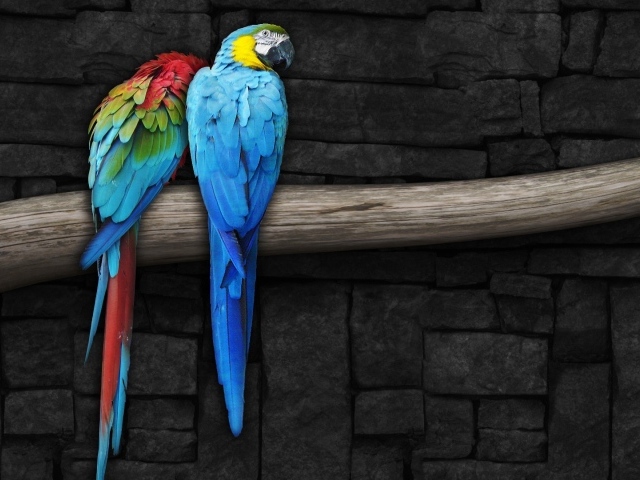 Парочка попугаев
