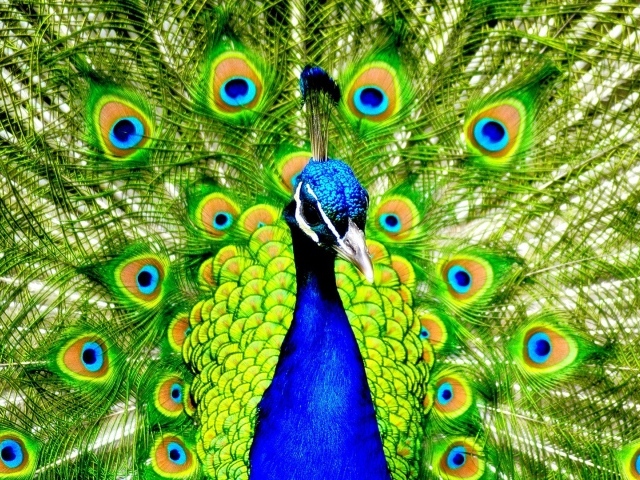 Павлин с распущенным хвостом