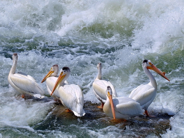 Пеликаны среди волн