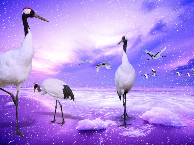 Венценосные журавли, Япония