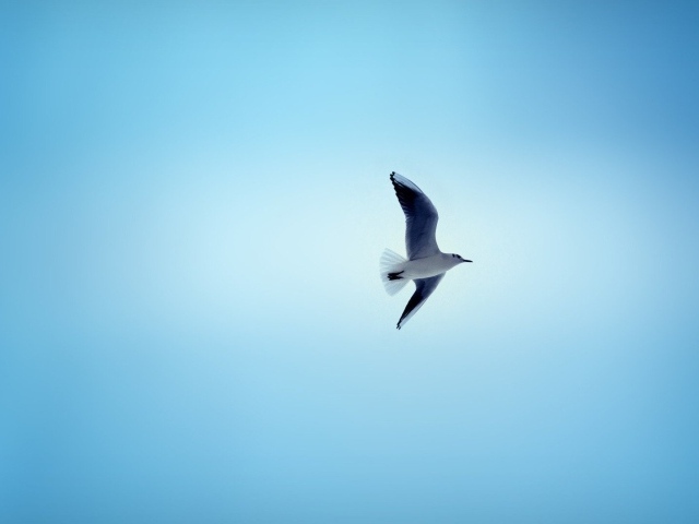 Чайка в небе