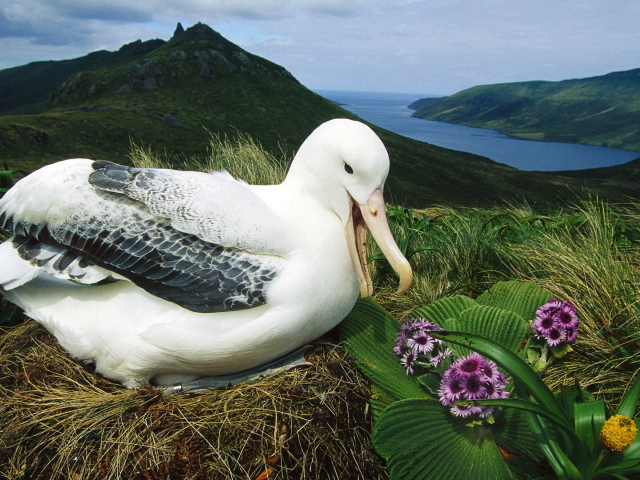 Альбатрос сидит на гнезде