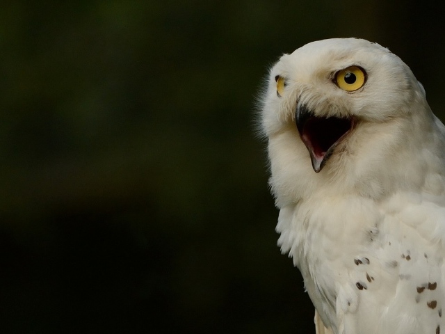 Крик белой совы
