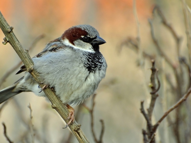 Воробей на ветке