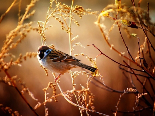 Воробей сидит на ветке
