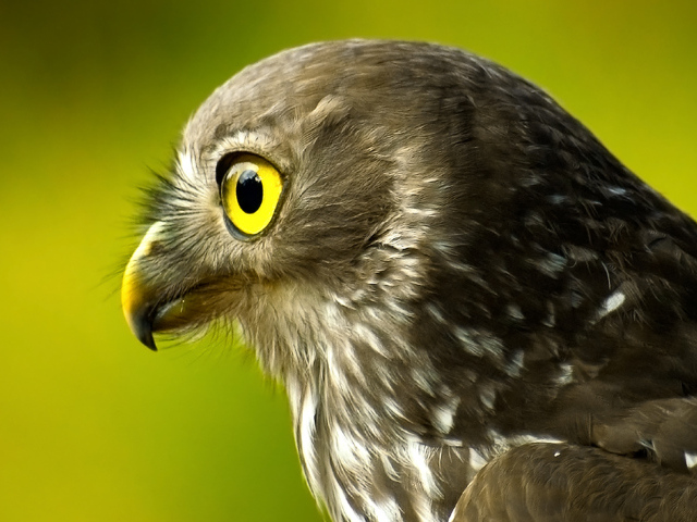 Голова сокола