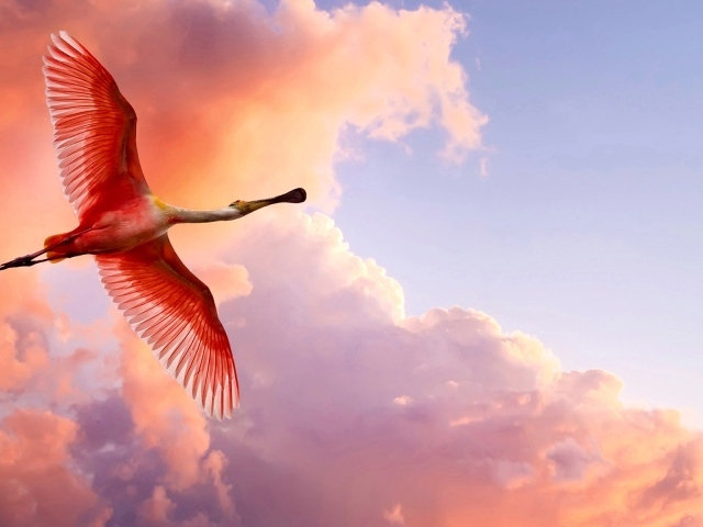 Розовая цапля