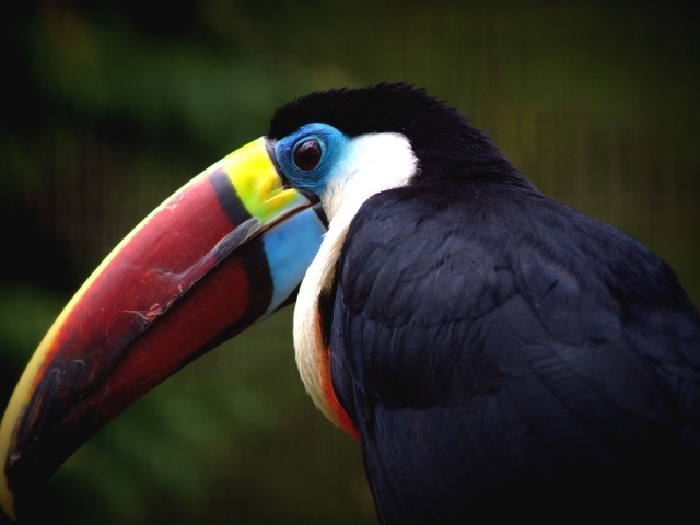 Клюв птицы тукана