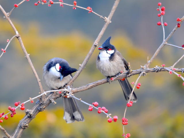 Необычные птицы на дереве