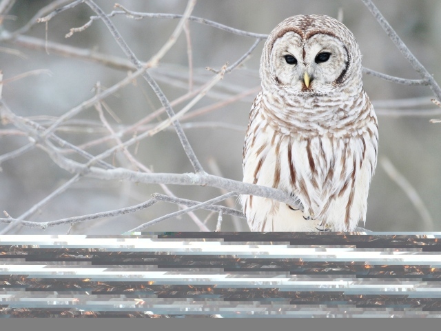 Белая сова