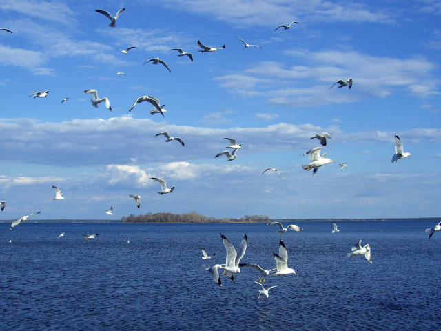 Стая чаек над морем