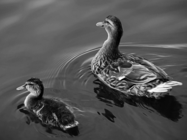 Утка с утенком