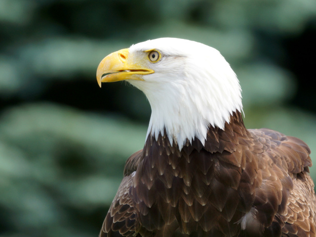 Белоголовый орлан