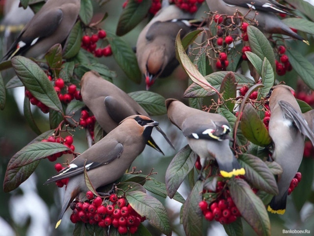 Птицы едят ягоды