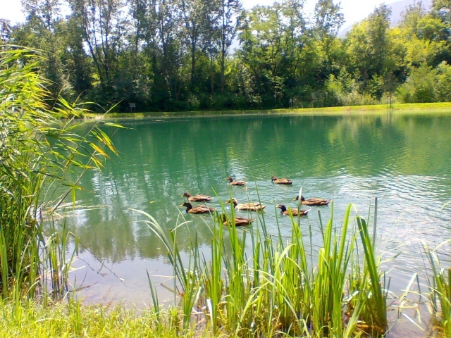Утки плавают по озеру