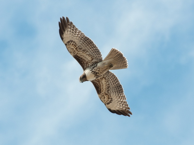 Сокол в полете