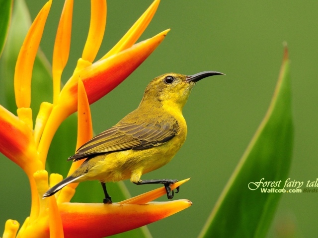 Колибри на цветке